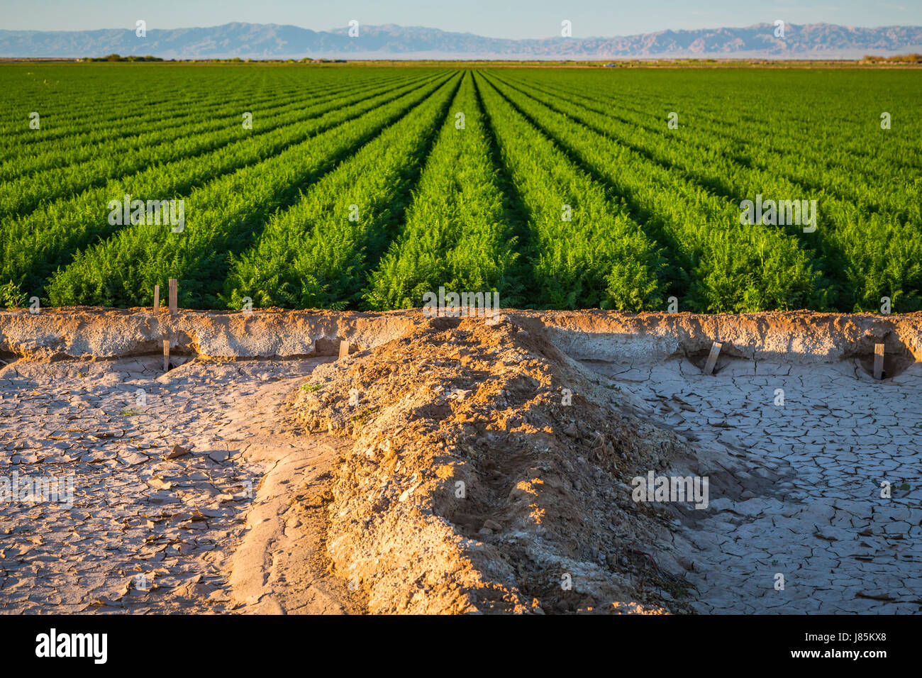 Ein grünes Feld der Zeile Ernte im Imperial Valley von Kalifornien, USA. Stockfoto