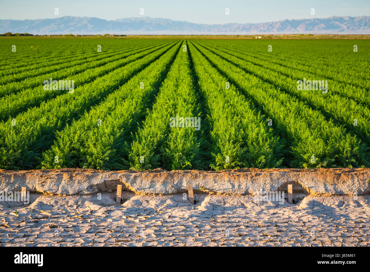 Ein grünes Feld der Zeile Ernte im Imperial Valley von Kalifornien, USA. Stockfoto