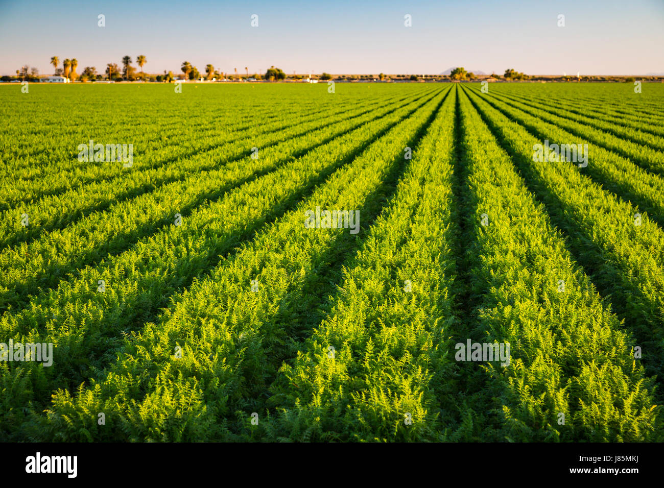 Ein grünes Feld der Zeile Ernte im Imperial Valley von Kalifornien, USA. Stockfoto