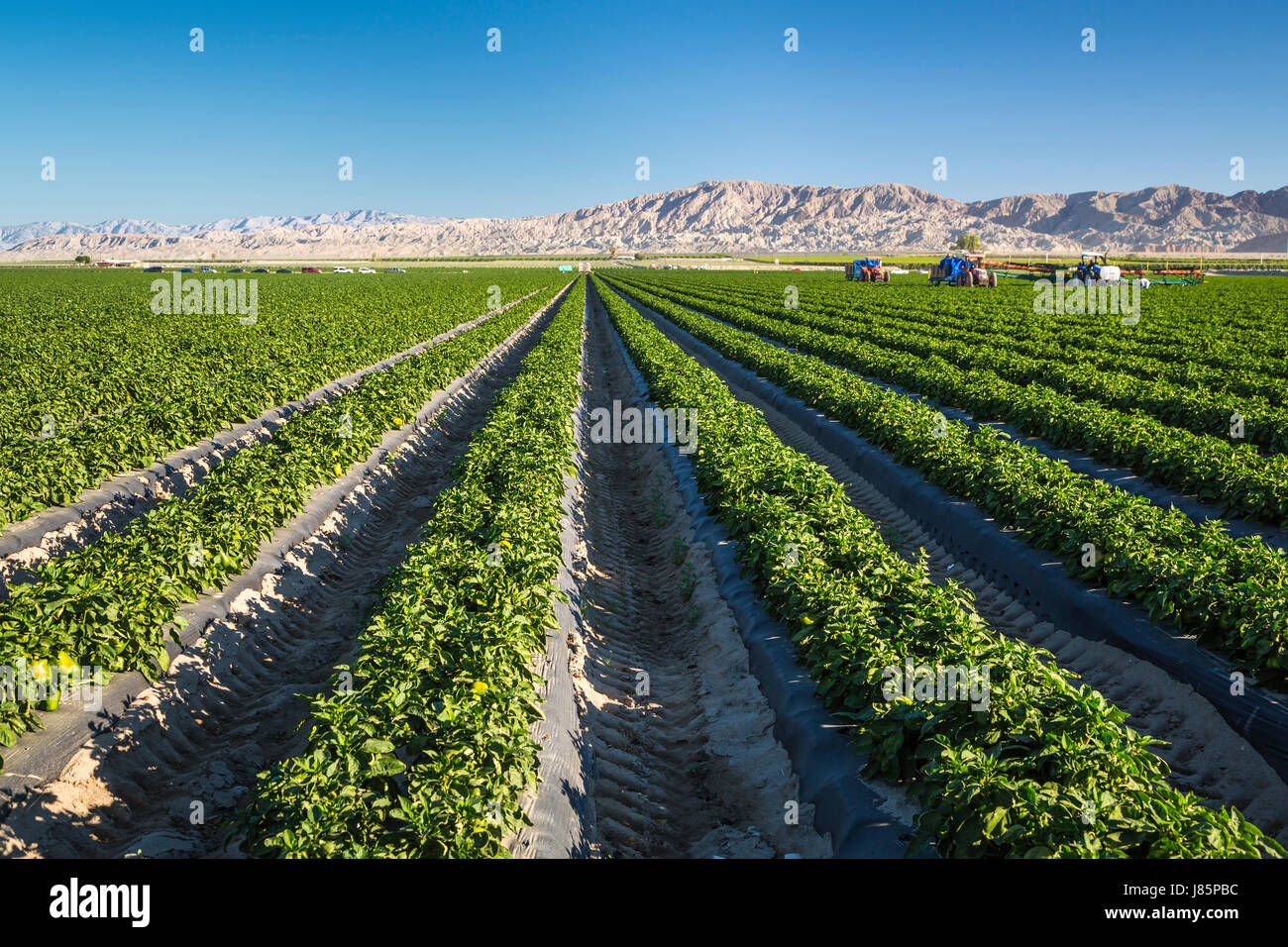 Ernte einer Winterkultur Paprika im Imperial Valley von Kalifornien, USA. Stockfoto