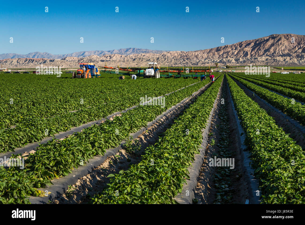 Ernte einer Winterkultur Paprika im Imperial Valley von Kalifornien, USA. Stockfoto