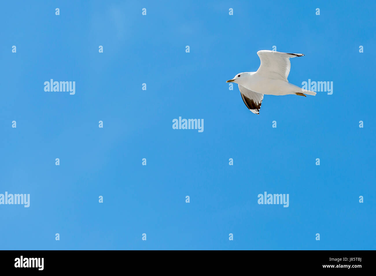 Geringerem Balck-backed Gull (Larus Fuscus), Amrum, Schleswig-Holstein, Deutschland Stockfoto