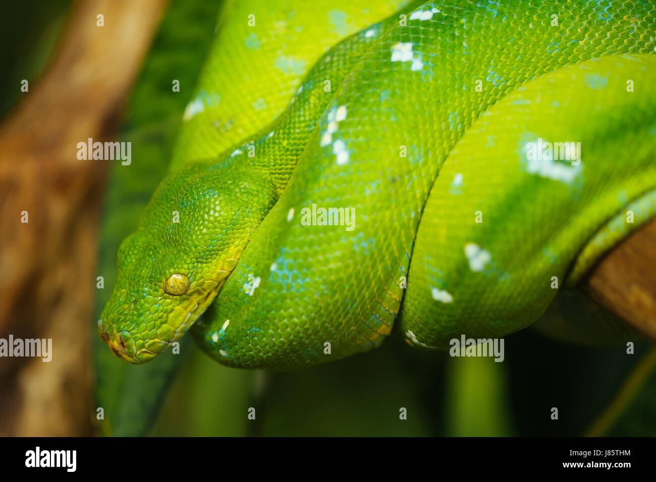Grüner Baumpython Stockfoto