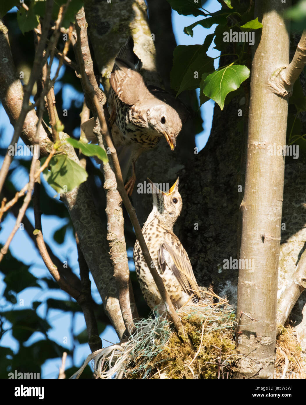 Adult Mistle Thush (Turdus Viscivorus) den letzten Fütterung zu flügge Küken an ein typisches Nest hoch oben in einer Pappel, Warwickshire Stockfoto