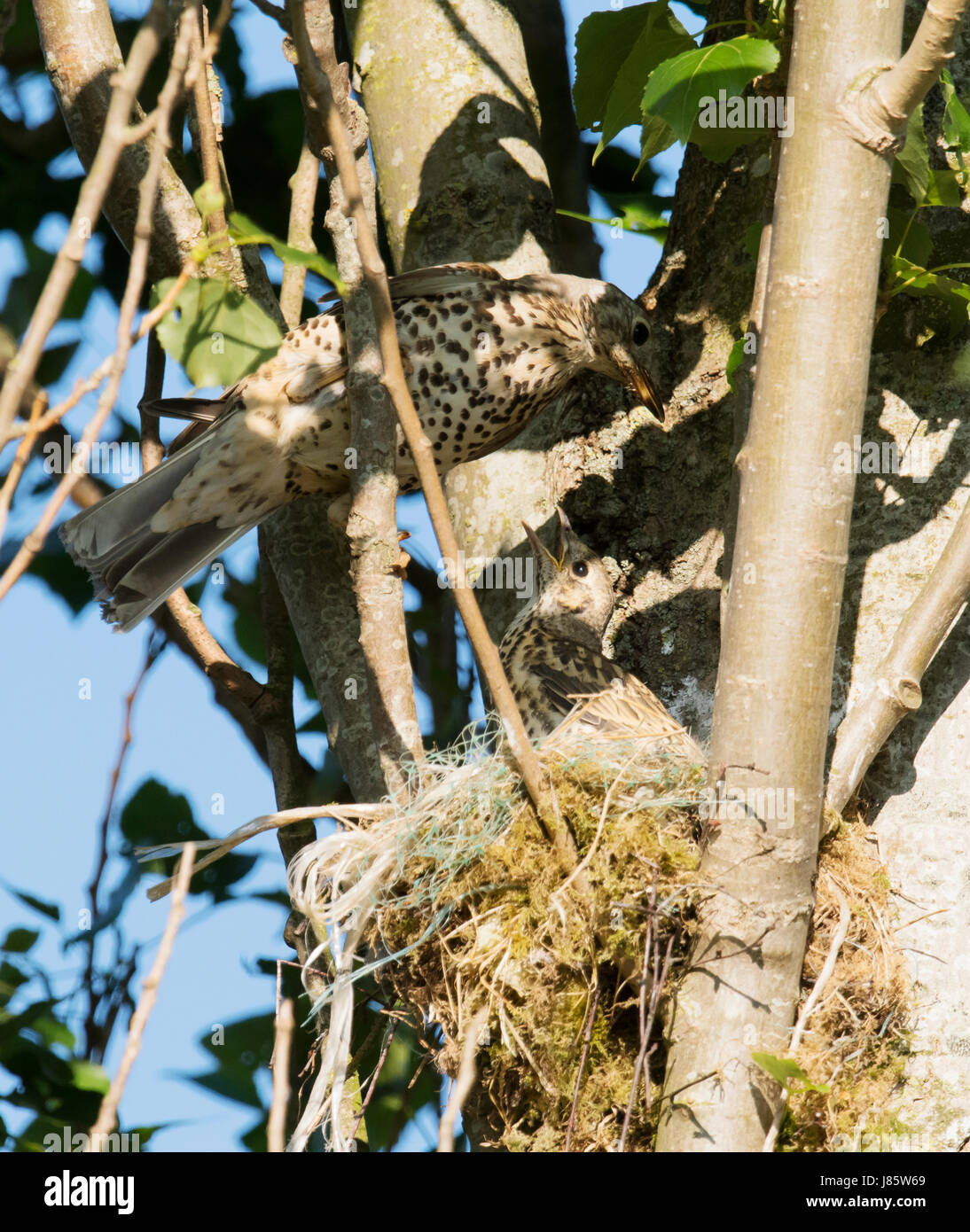 Adult Mistle Thush (Turdus Viscivorus) den letzten Fütterung zu flügge Küken an ein typisches Nest hoch oben in einer Pappel, Warwickshire Stockfoto