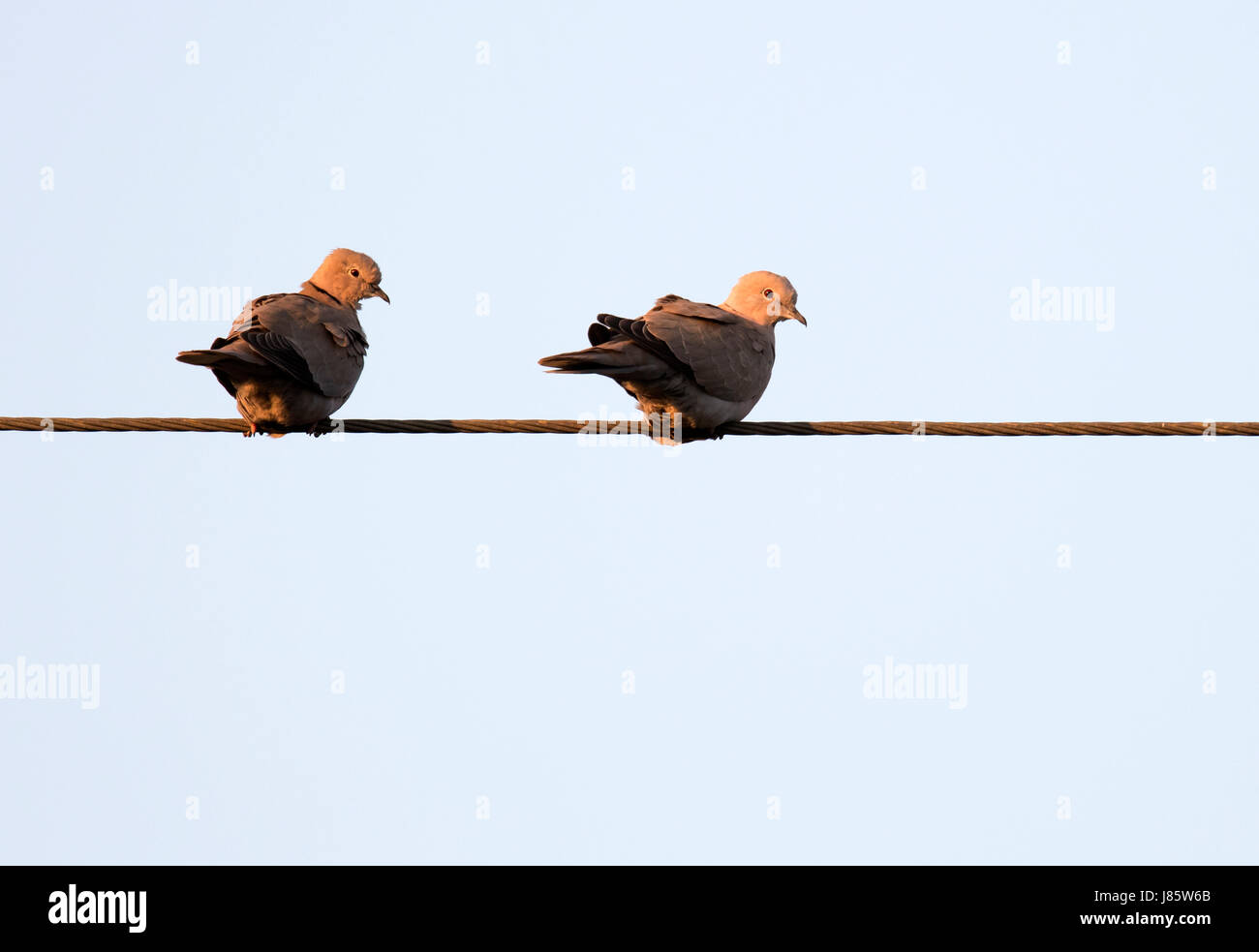 Paar Collared Tauben (Streptopelia Decaocto) saß auf Telefon-Draht als die Sonne untergeht, Warwickshire Stockfoto