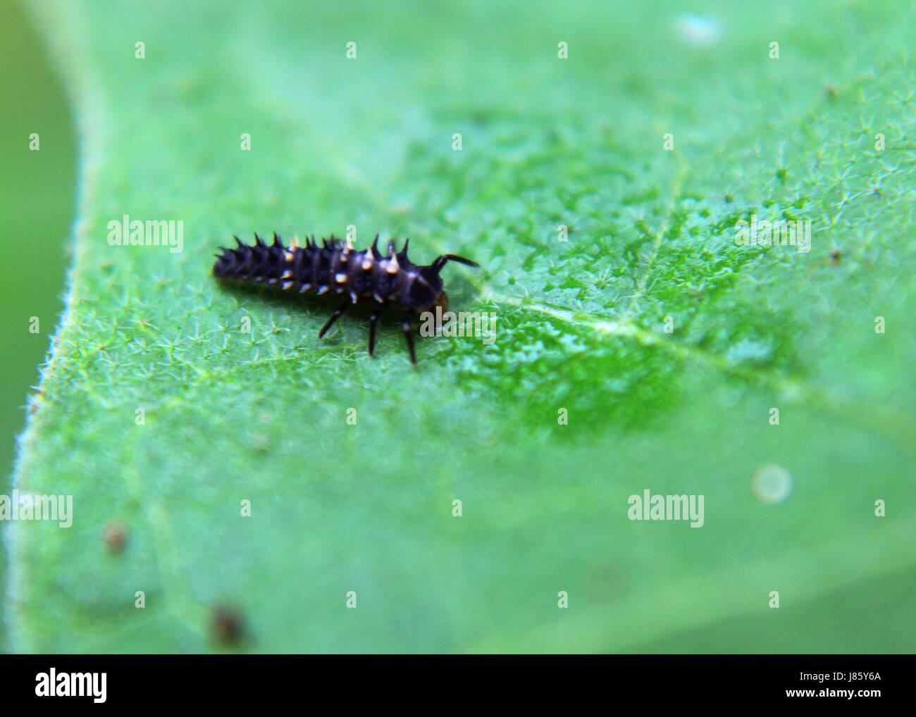 Insekt (asian Lady Beetle) auf einem grünen Blatt Stockfoto