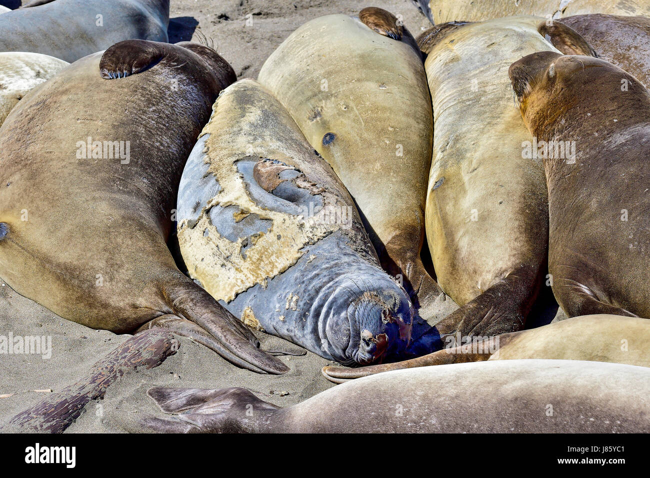 Nördlichen See-Elefanten Stockfoto