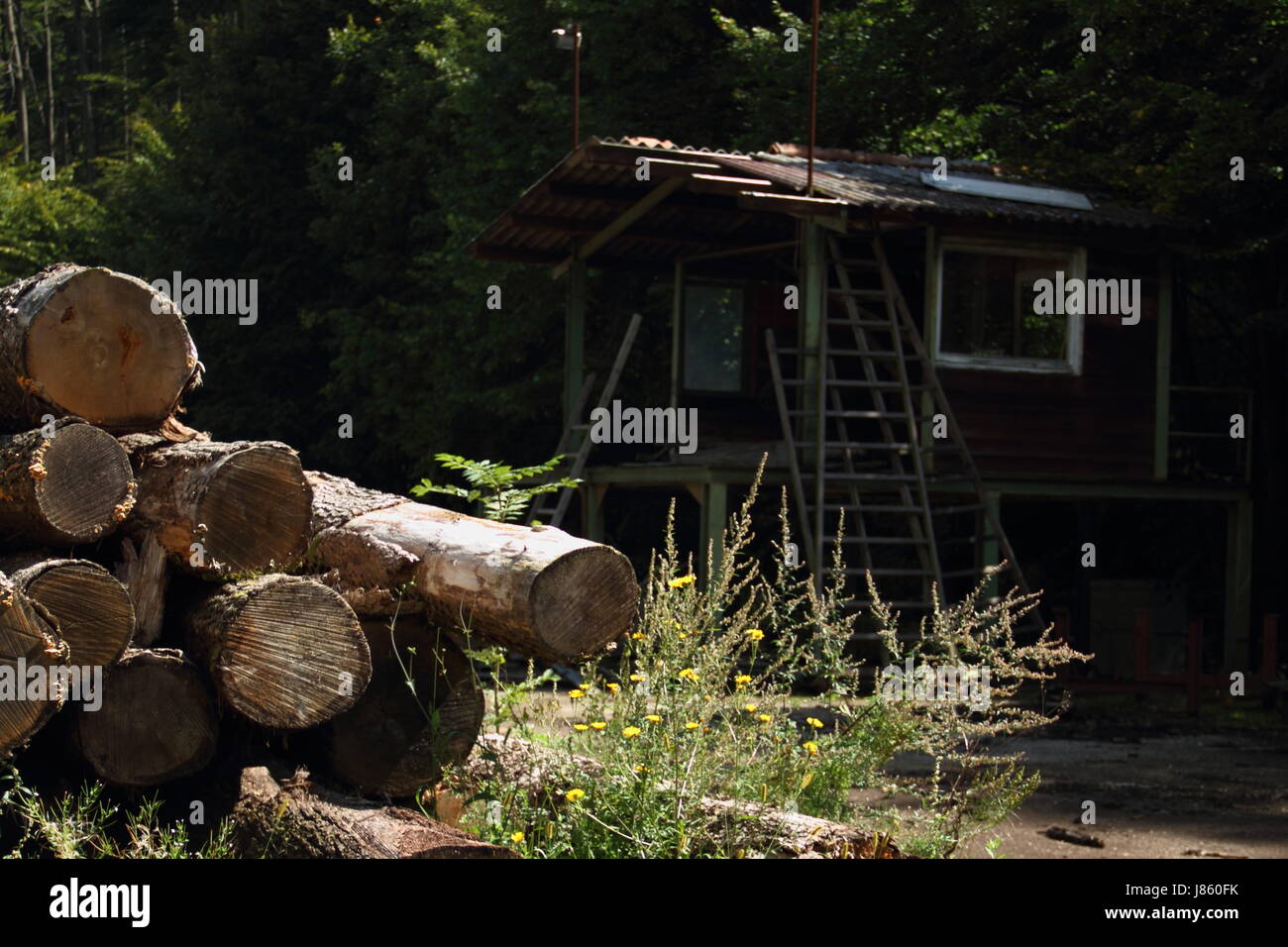 Holz nicht funktionsfähigen Brennholz Sägewerk Entwaldung Holz Makro Nahaufnahme Makro Stockfoto