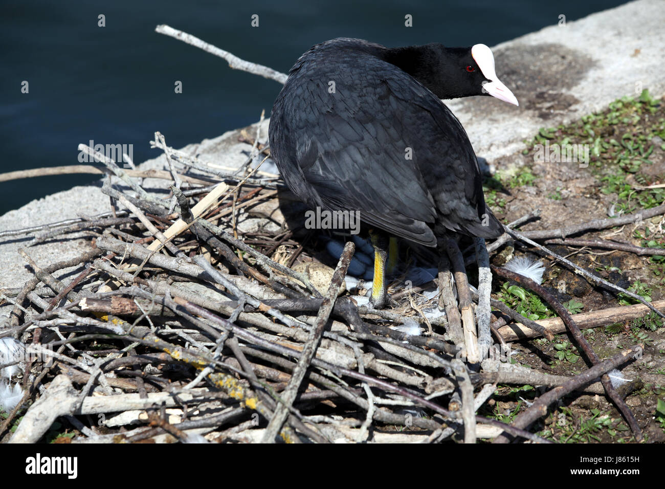 Vogel Fauna Vögel Brut Notgroschen Kupplung Spawn zeigen zeigen weibliche Holz schwarz Stockfoto