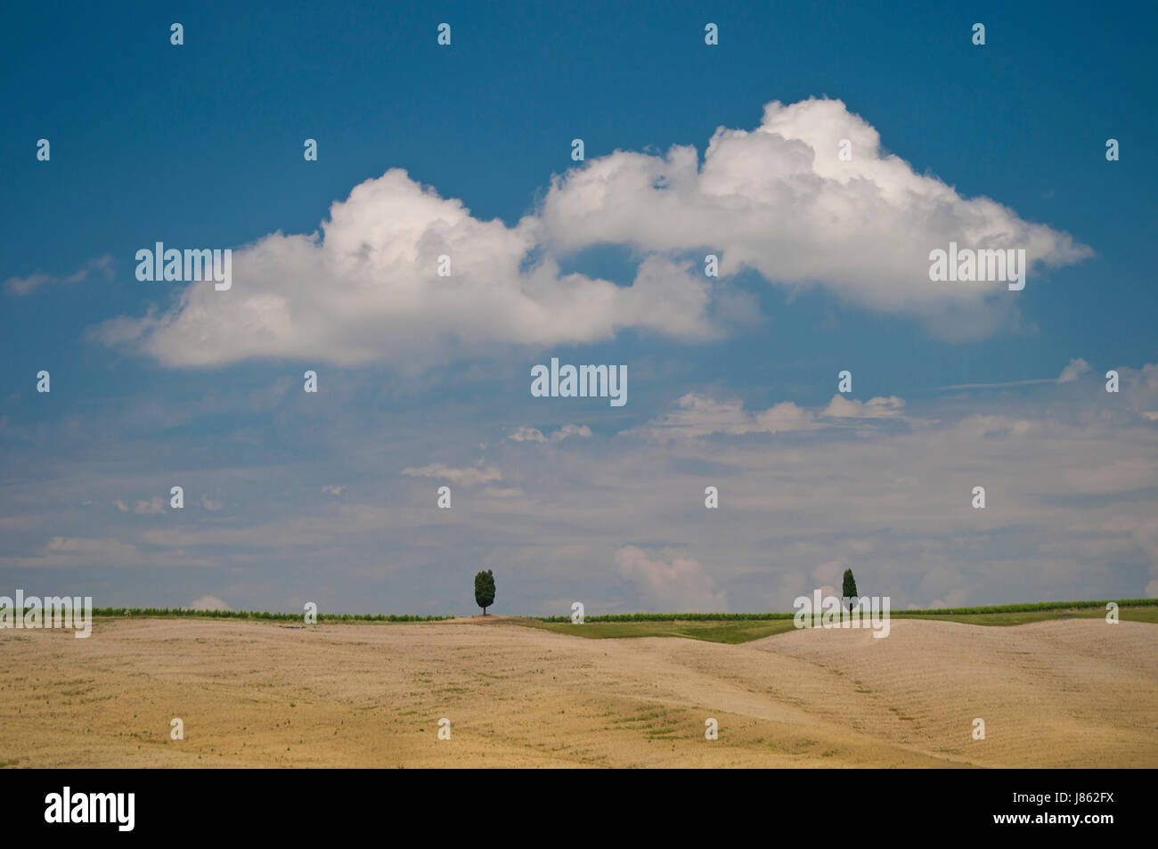 Baum Bäume der Toskana Felder Zypressen Rebe Weinrebe Rebe Italien Wolken Stockfoto