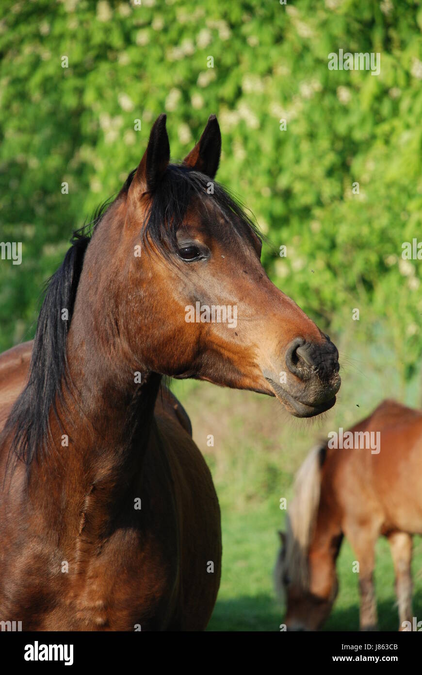 Pferde Arabische Vollblut-Rennen Temperament Bewegung Verschiebung bewegen Bewegung Stockfoto