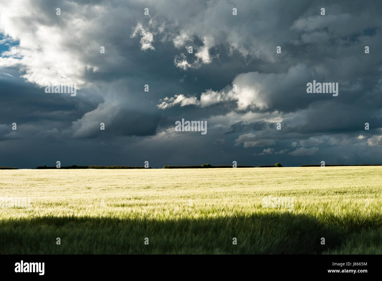 Die Sonne scheint auf einem Feld von jungen Weizen mit dramatischen Sturmwolken über Kopf, Herefordshire, UK Stockfoto
