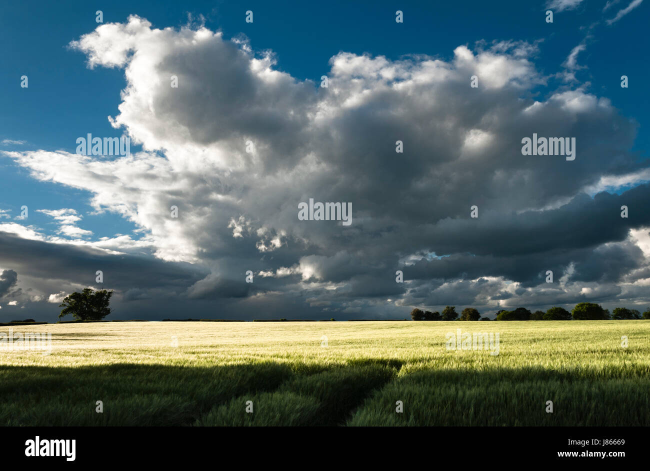 Die Sonne scheint auf einem Feld von jungen Weizen mit dramatischen Sturmwolken über Kopf, Herefordshire, UK Stockfoto