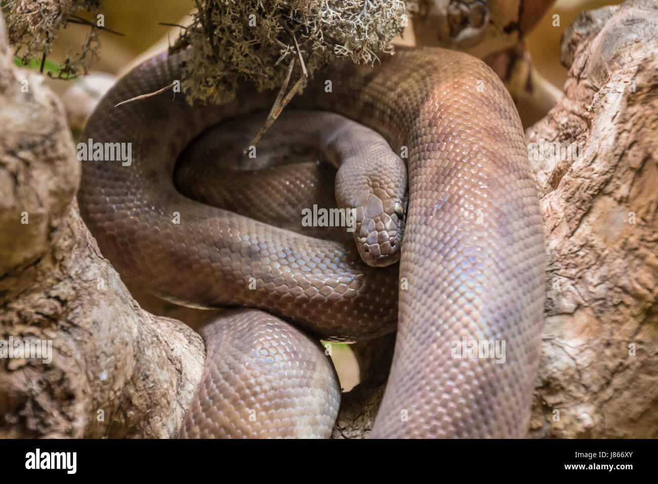 Tropischen braun Constrictor gewellt auf Ast Stockfoto