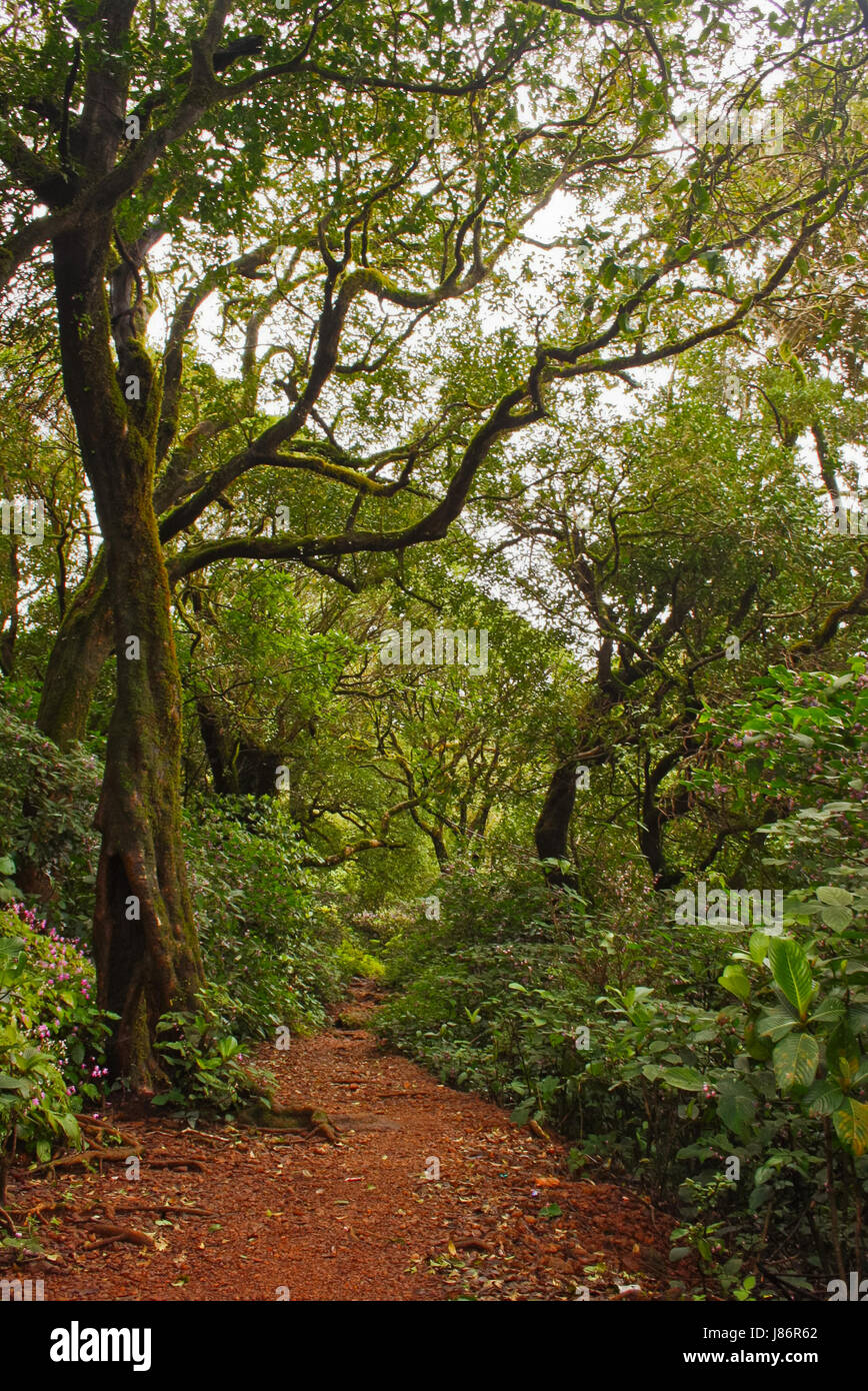 Eine Landschaft aus dichten Wald im Inlandseite Gebirge, in der Nähe von Kollur, Karnataka, Indien Stockfoto