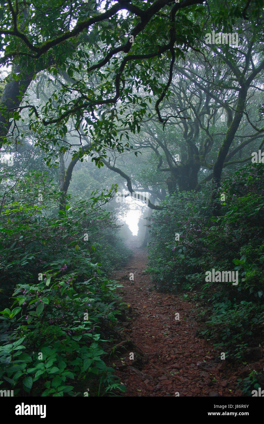 Ein Nebel gefüllt dichten Wald-Palette auf den Gipfel des Inlandseite Berges, in der Nähe von Kollur, Karnataka, Indien Stockfoto