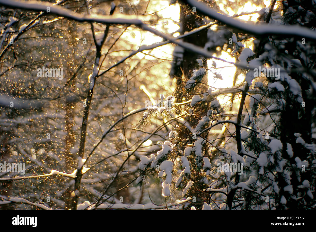 Wald im Winter - Wald im Winter 63 Stockfoto
