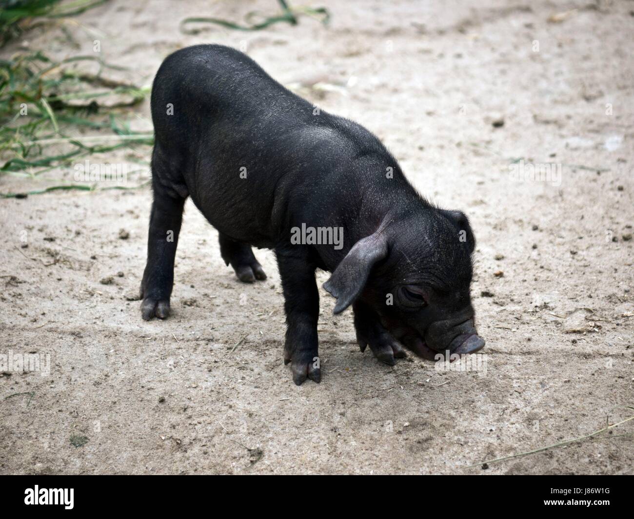 Tier, Tier, Säugetier, schwarz, dunkelhäutigen, tiefschwarze, tiefschwarz, Bauernhof, Ferkel, Stockfoto