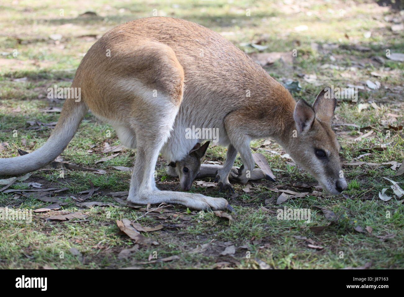 Australien, nachkommen, Känguru, Opossum, Wallaby, jung, jünger, Australien, Stockfoto