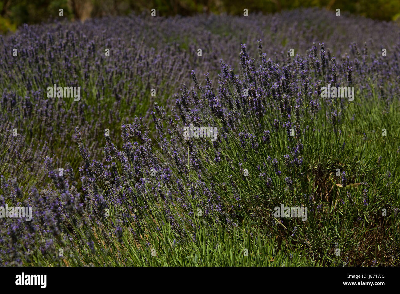 blau, Strauch, Lavendel, Firmament, Himmel, blau, Glas, Kelch, Becher, Leben, Stockfoto