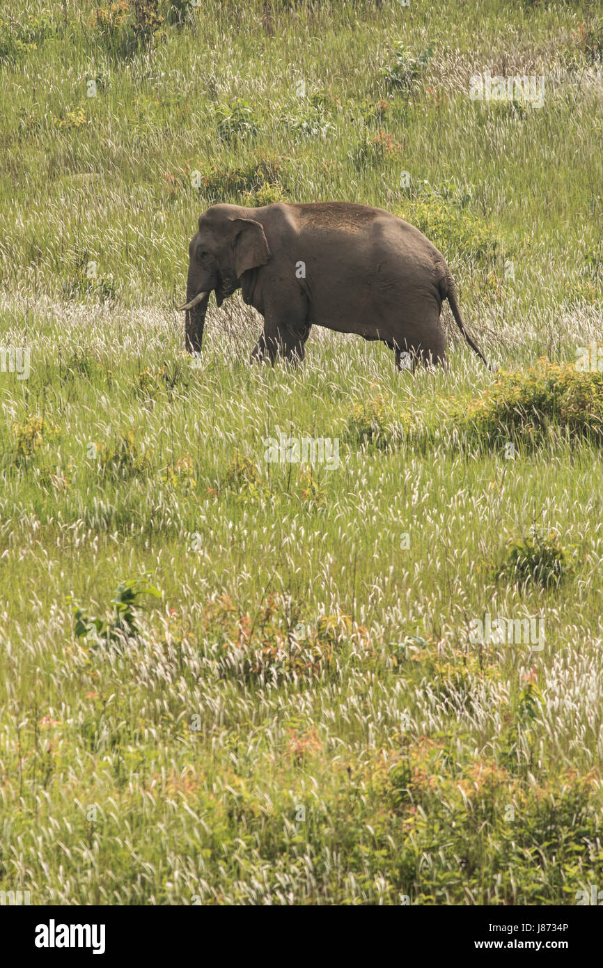 Elefant im Khao Yai Nationalpark stehen und Essen eine Grass in Wiese Stockfoto