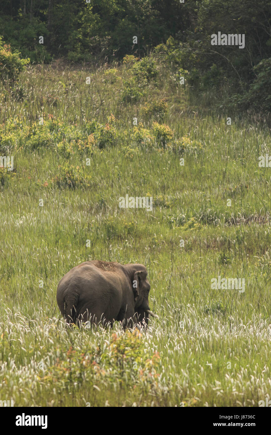 Elefant im Khao Yai Nationalpark stehen und Essen eine Grass in Wiese Stockfoto