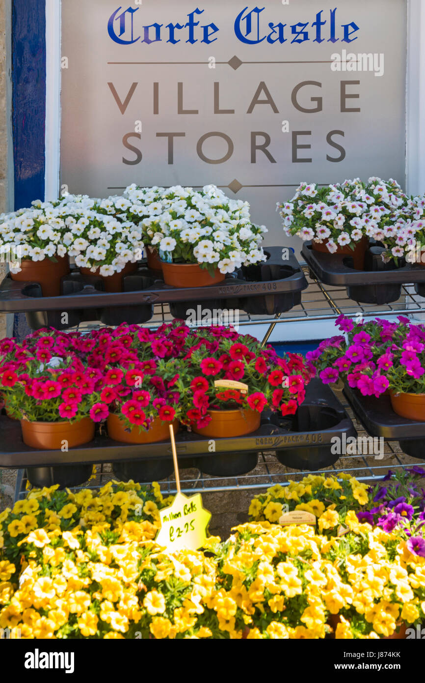 Blühende Calibrachoa Millionen Glocken, nachgestellte pentunias Petunie Pflanzen außerhalb Corfe Castle Dorf Stores zu Corfe Castle, Dorset im Mai Stockfoto