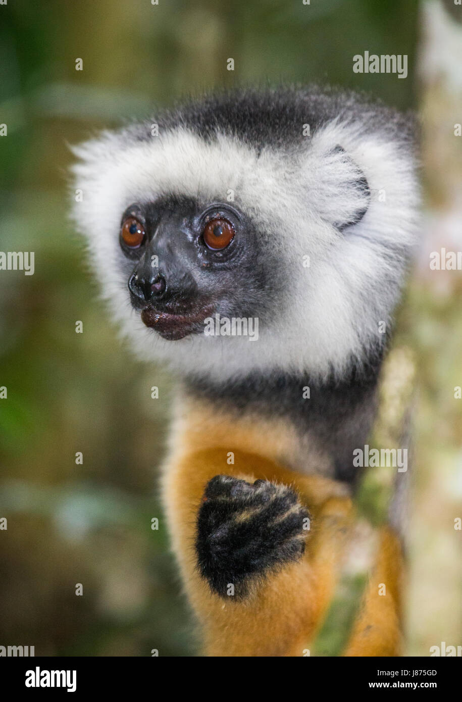 Porträt der diademed Sifaka. Madagaskar. Mantadia Nationalpark. Stockfoto