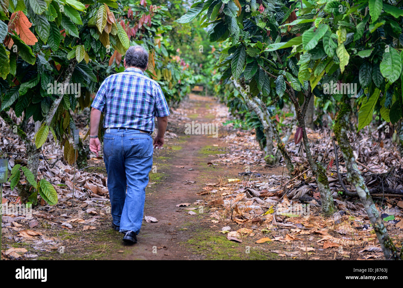 Ein Forscher führt durch eine experimentelle Kakao-Plantage am CATIE tropischen Research Center in Turrialba, Costa Rica. Stockfoto