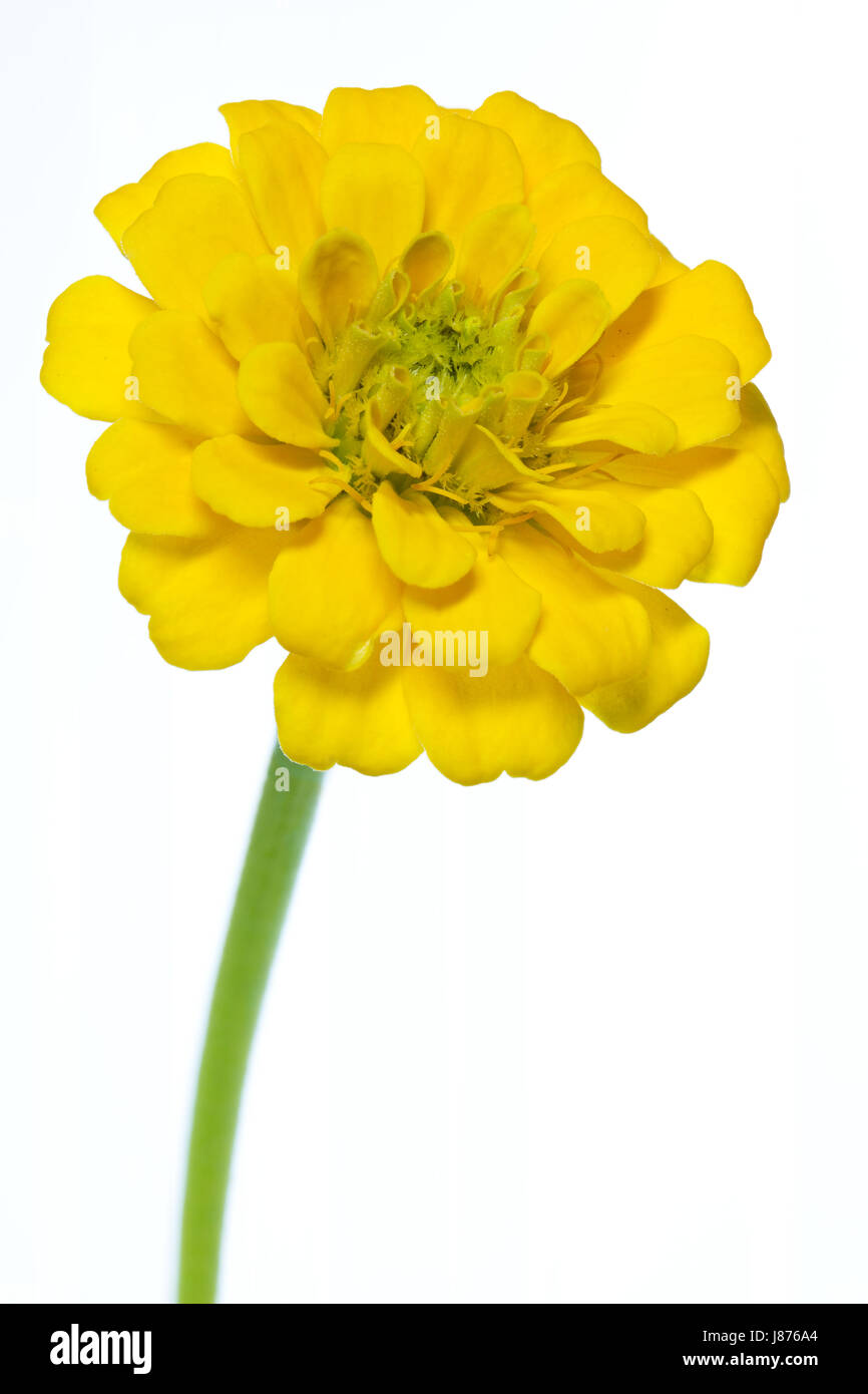 Blume, Pflanze, Blüte, Blüte, blühen, blühende, gelb, isoliert, Stockfoto