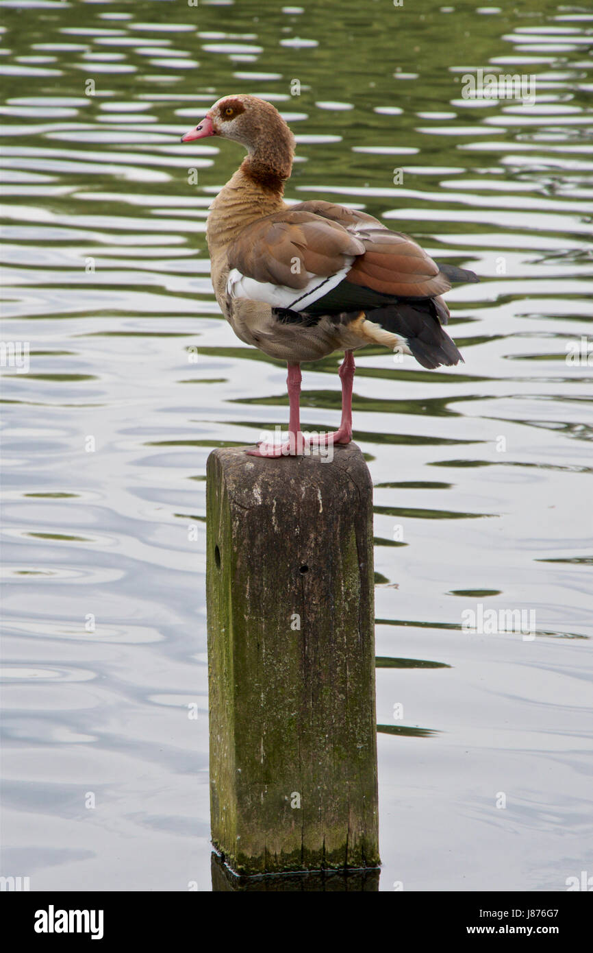 Nilgans auf eine Stelle in einem See. Stockfoto