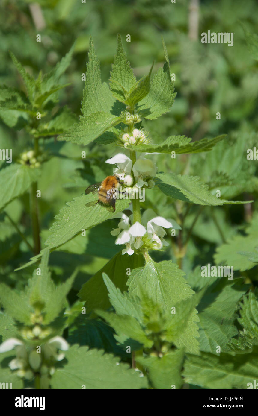 Braun gebändert Carder Bee auf weißen Toten Brennnessel - Lamium album Stockfoto