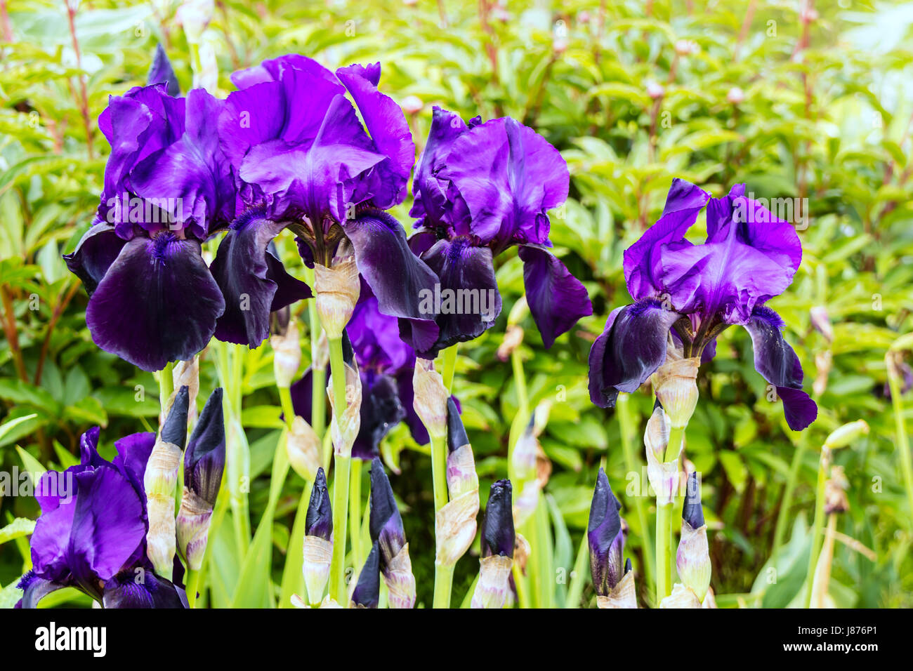 Dunkel blau große Bartiris Blumen in einer krautigen Grenze hautnah. Stockfoto