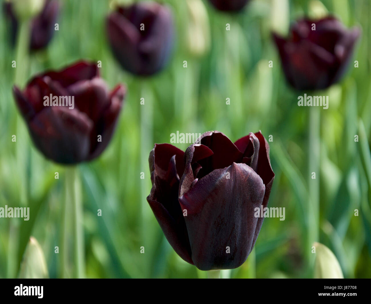 Tulpe Havran Stockfoto