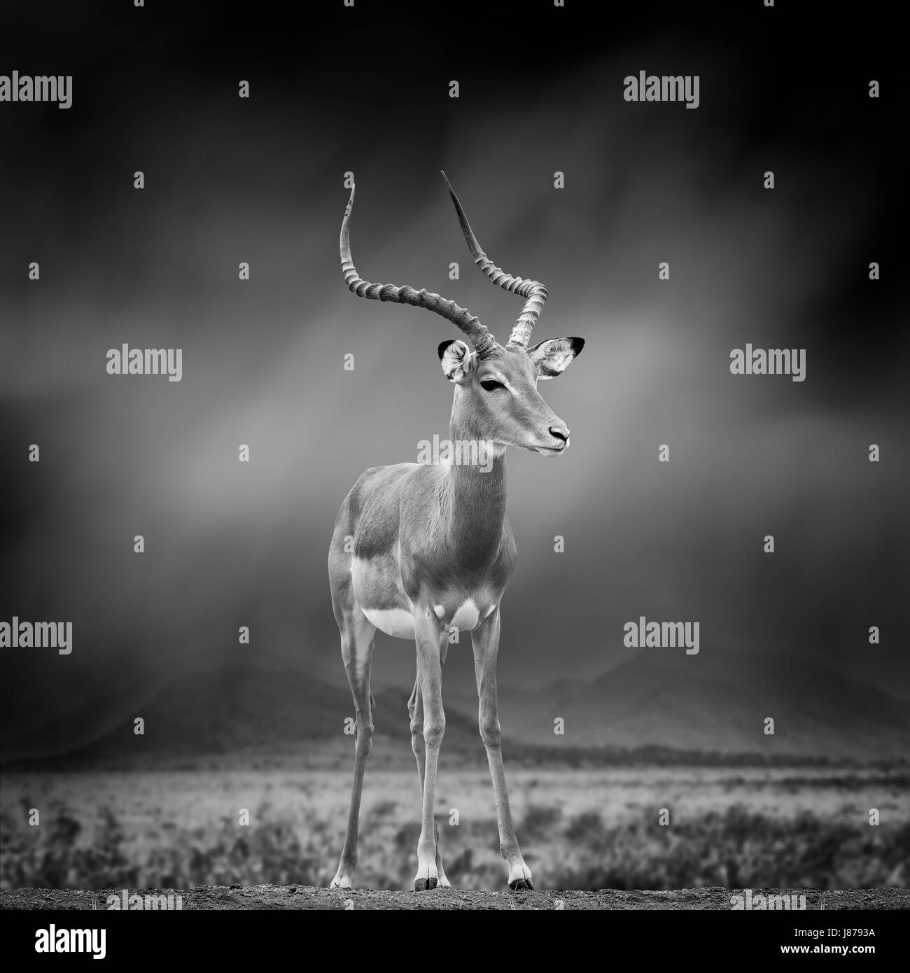 Dramatische Schwarz / Weiß Bild von Impala auf schwarzem Hintergrund Stockfoto
