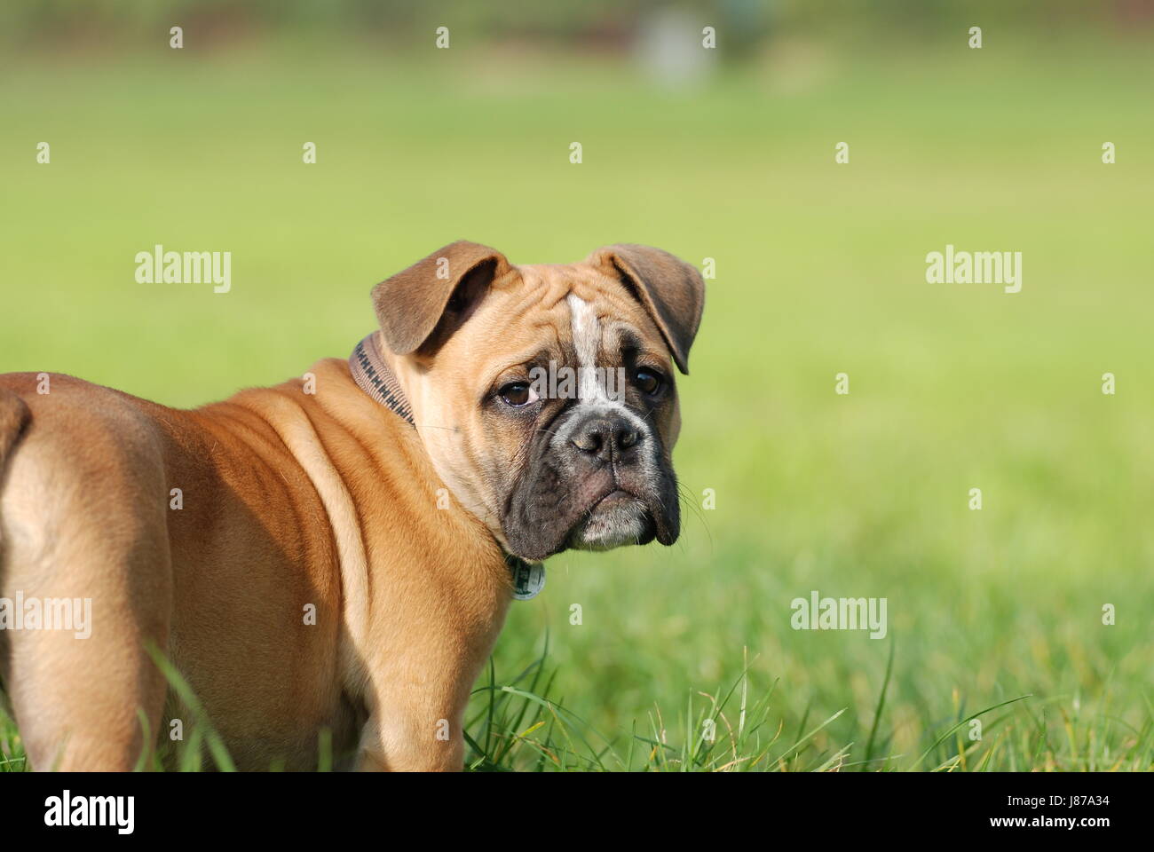Hund, Bulldogge, Rennen, Englisch, braun, braun, brünett, Hund, Welpe, Englisch, Stockfoto