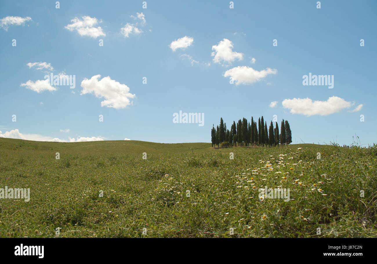 Berg, Feld, Sightseeing, Toskana, Zypressen, Italien, Wolken, Hill, grün, Stockfoto