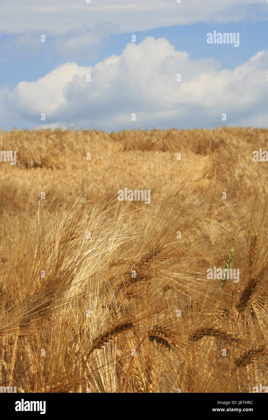 Lebensmittel, Nahrungsmittel, Feld, Acre, Getreidefeld, Hungersnot, Korn, Getreide, blau, Essen, Stockfoto