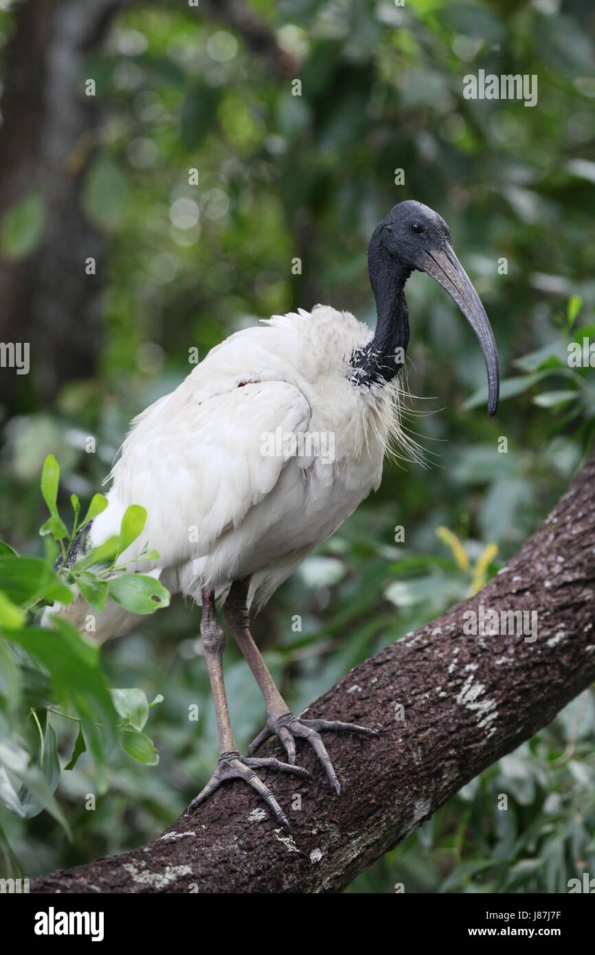 Ibis, Australian, weiß, Molukkenibis, Threskiornis, Molukken, Heiliger, Stockfoto