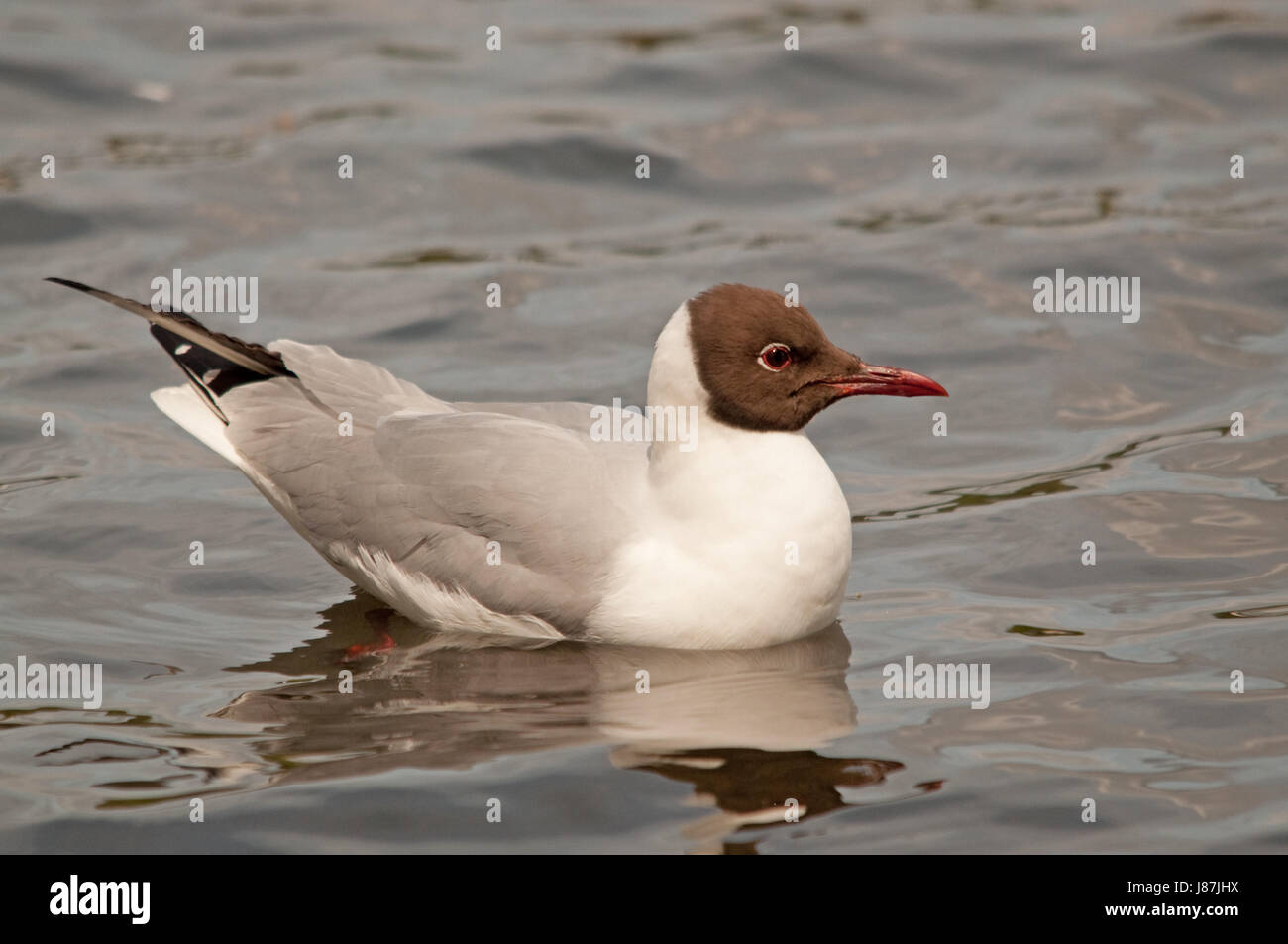 Lachmöwe am Linlithgow Loch Stockfoto