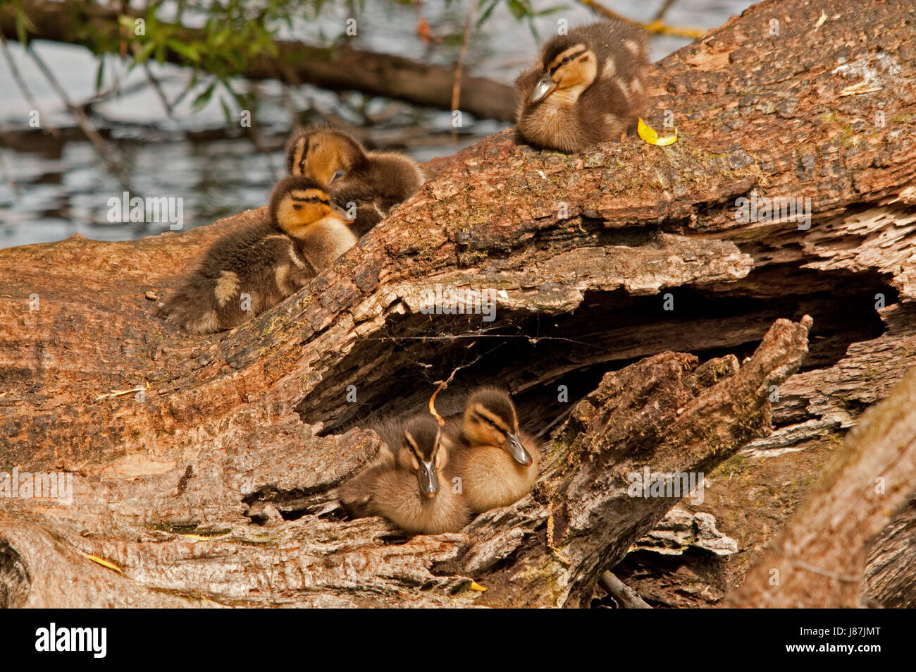 Stockente Entenküken in einem Baumstamm am Linlithgow Loch Stockfoto