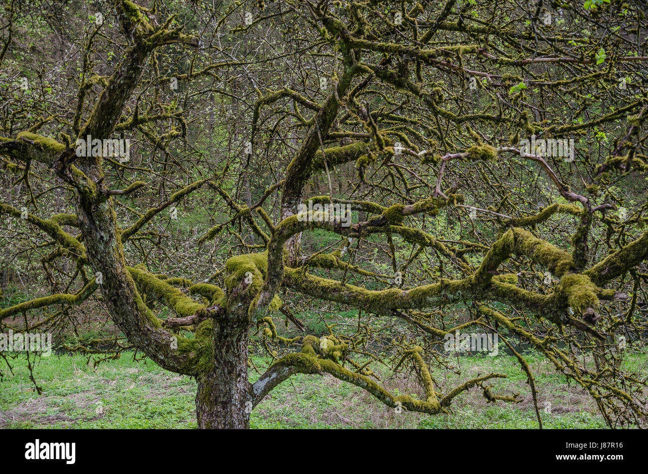 Moss ist ein nicht-parasitäre Pflanzen - wie Organismus, kolonisiert, Rinde, Rock und anderen harten Oberflächen. Moss ist oft für eine Pilzkrankheit verwechselt. Stockfoto