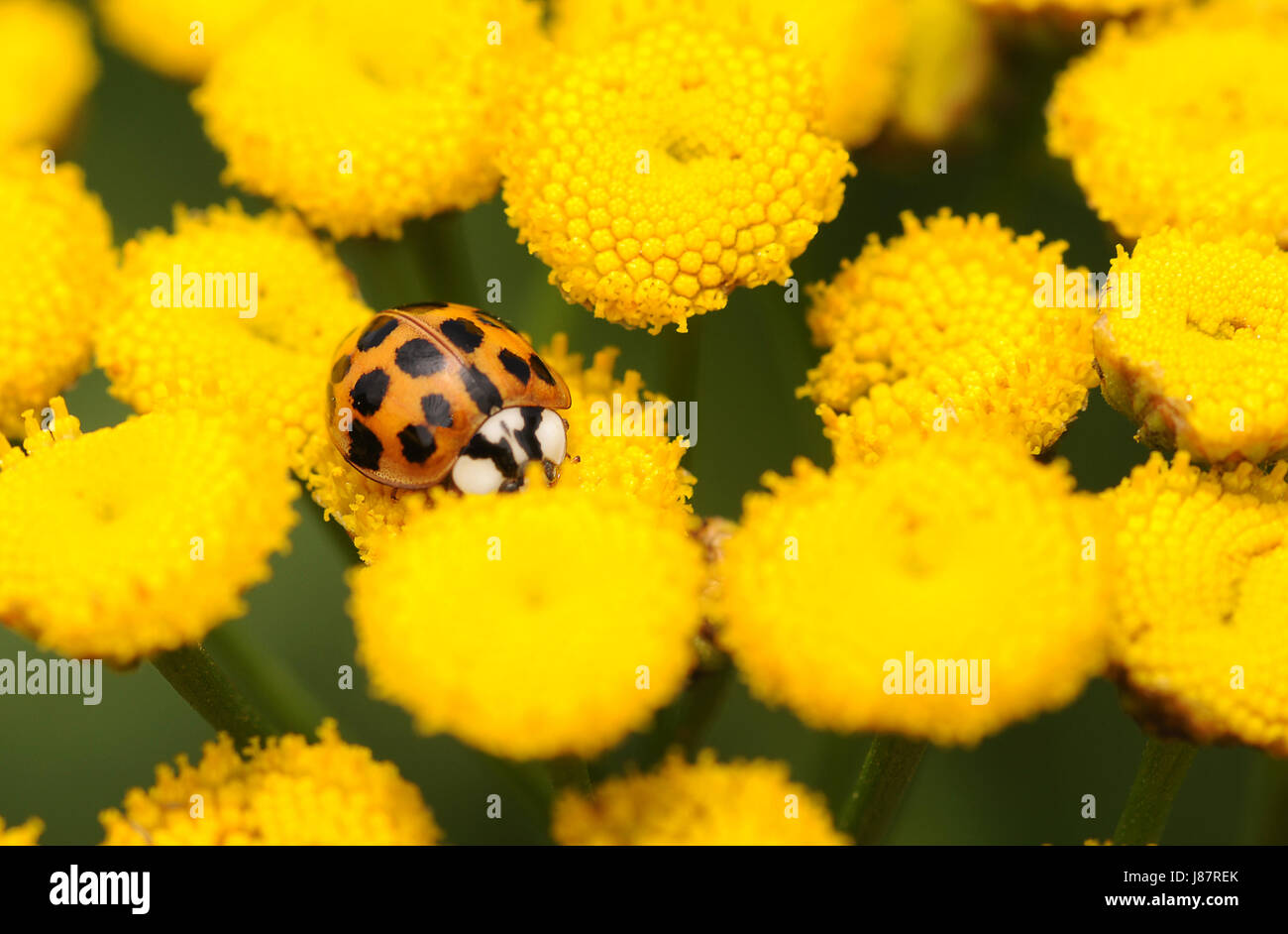 Käfer, asiatischen, Punkte, gefleckte, gelbe, Marienkäfer, Insekt, Blüte, Blüte, Stockfoto
