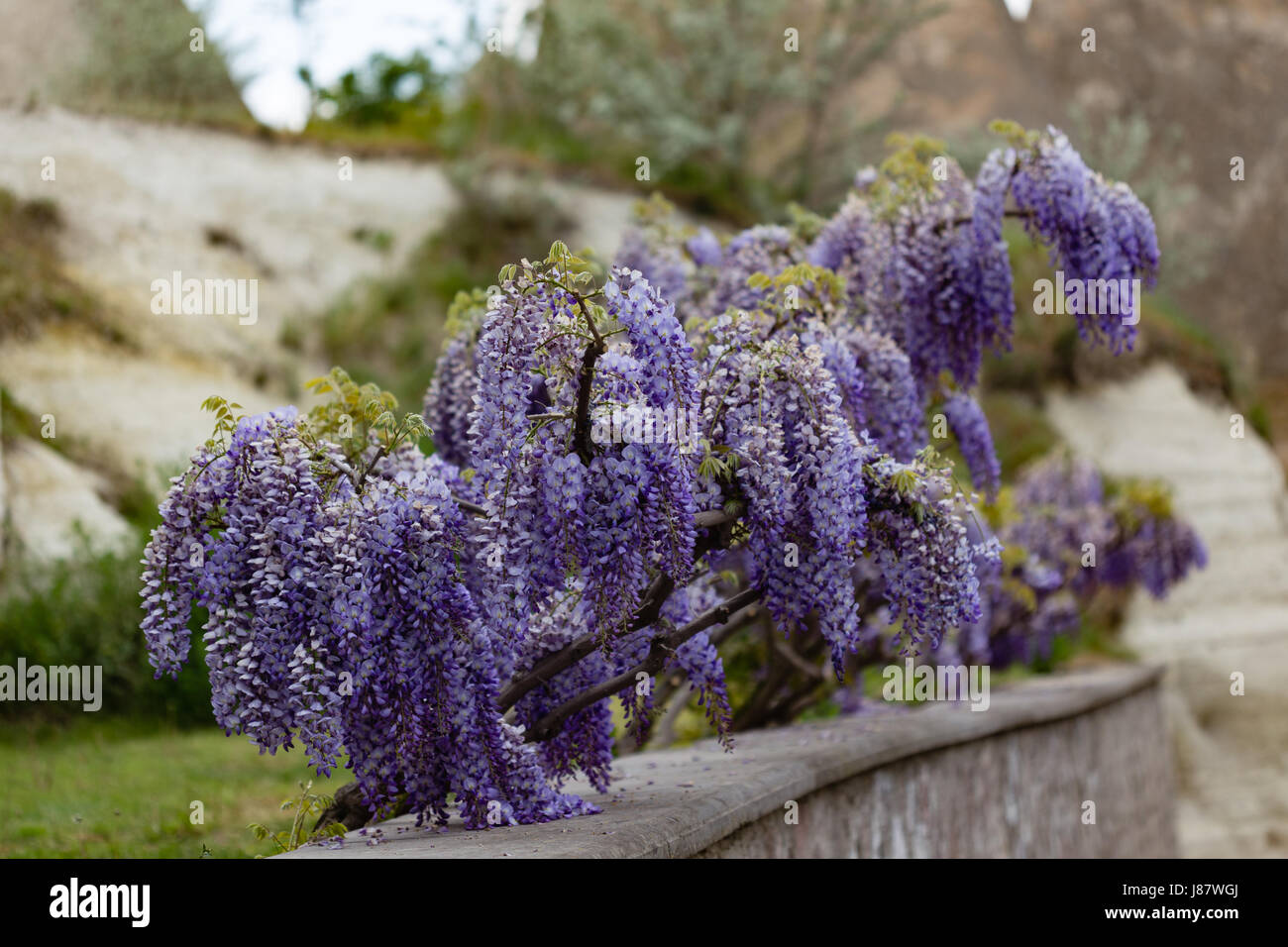 horizontalen Schuss von schönen Glyzinie Blume Stockfoto