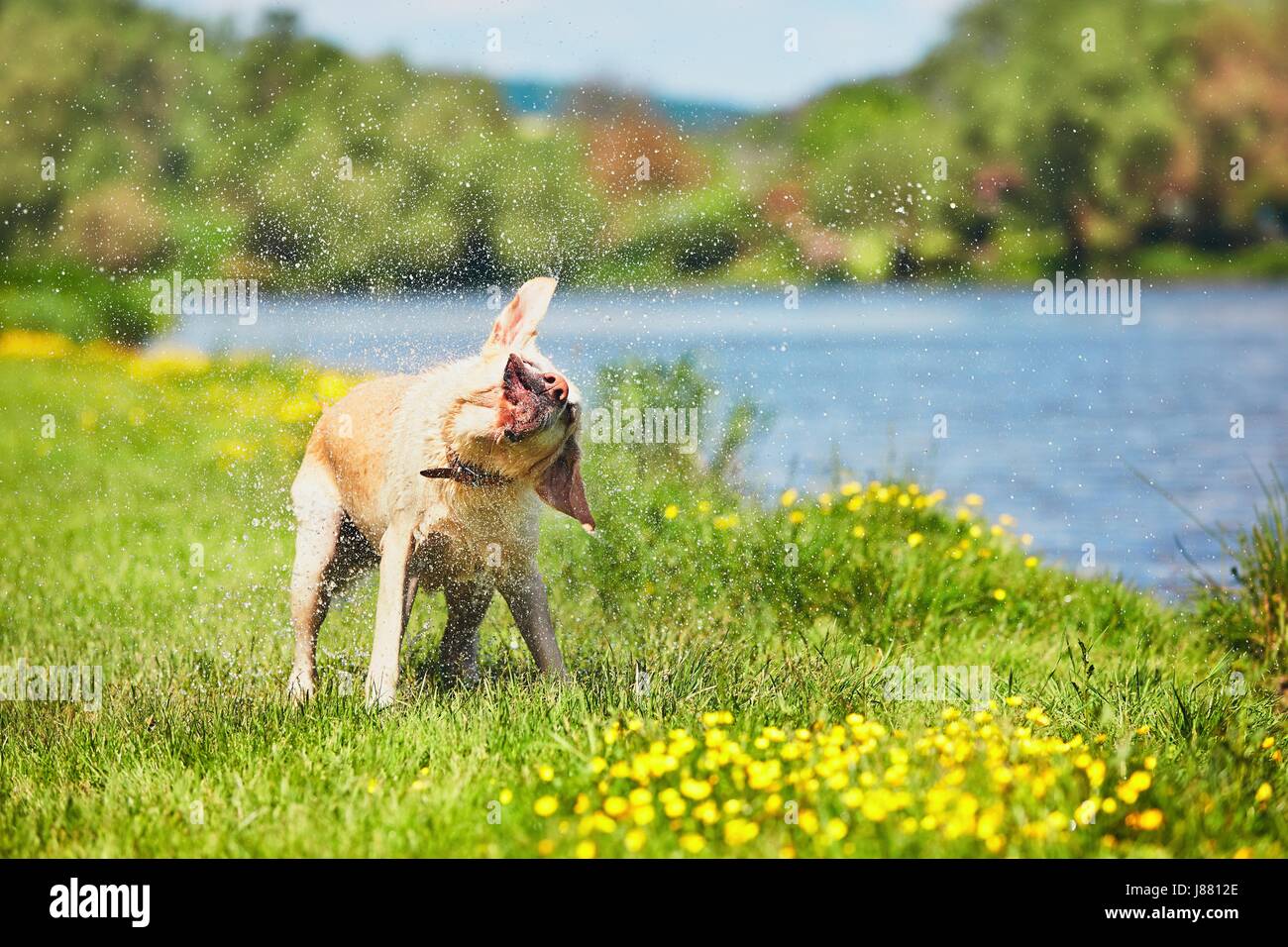 Hund nach dem Schwimmen im Fluss. Labrador Retriever Wasser abschütteln. Stockfoto