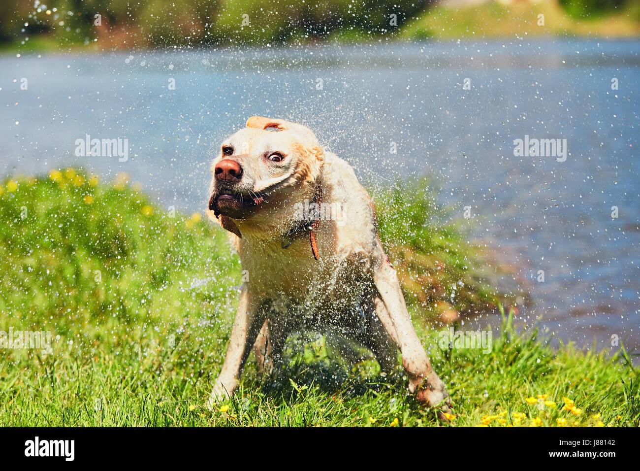 Hund nach dem Schwimmen im Fluss. Labrador Retriever Wasser abschütteln. Stockfoto