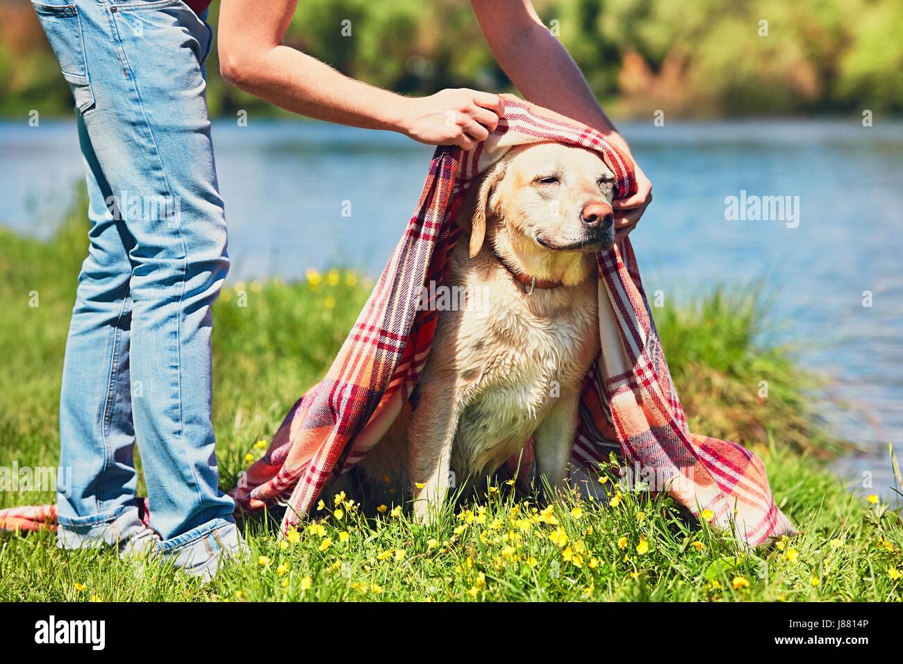 Am alten Labrador Retriever nach dem Schwimmen im Fluss. Junger Mann (Eigentümer) wischt seine nassen Hund. Stockfoto