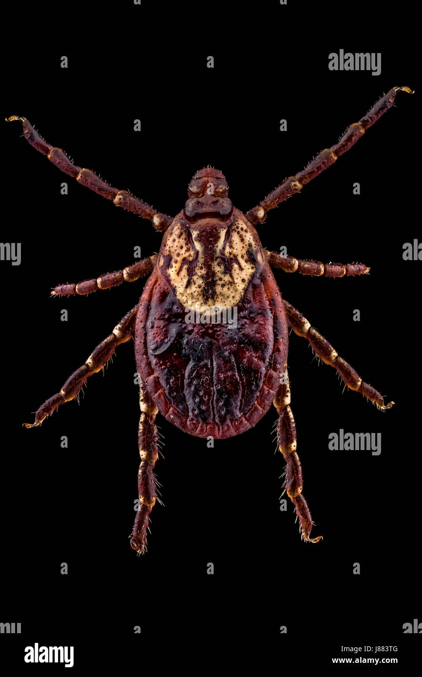 Dorsale Ansicht von einem amerikanischen Hundezecke (aka Hundezecke oder Holzbock). Weibchen können durch ihre große Wollweiß Scutum identifiziert werden Stockfoto