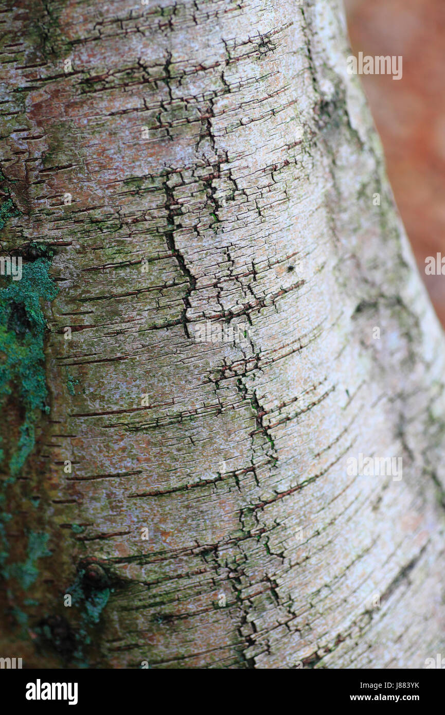 Oberflächendetails der Birke, Betula Pendel, Rinde. Stockfoto